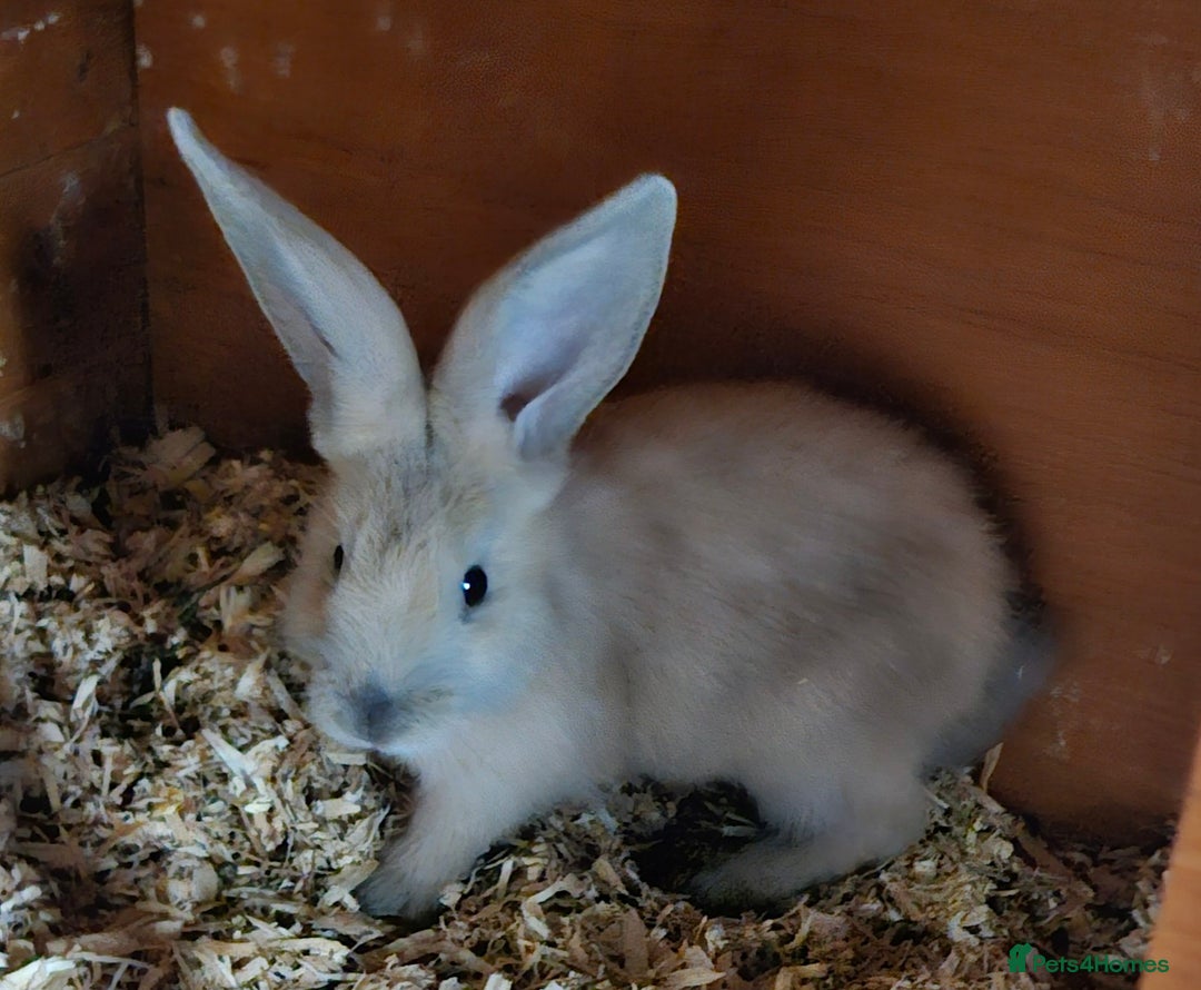 Continental Giant rabbits for sale: Continental giant female baby - Image 1