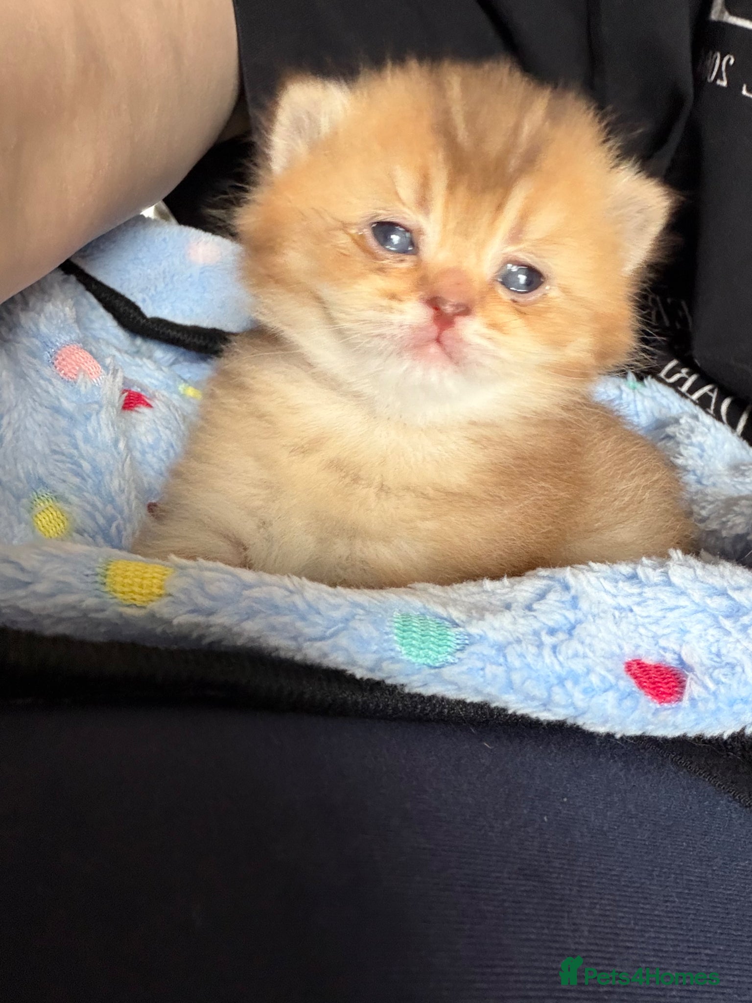 British Shorthair cats Top Quality British Shorthair Golden Kittens - Advert 2