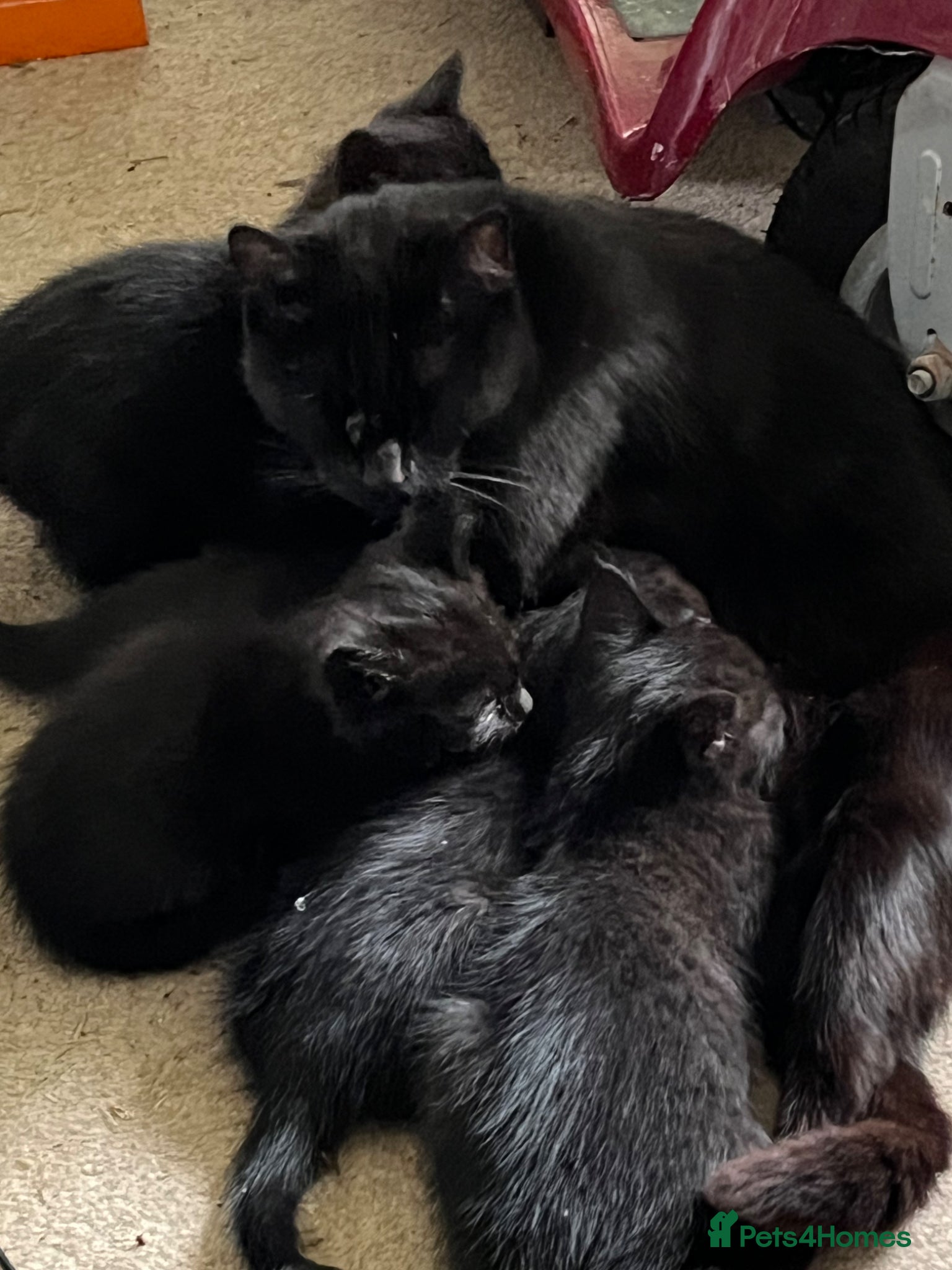 Mixed Breed cats Beautiful black kittens - Advert 18