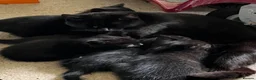 Mixed Breed cats for sale: Beautiful black kittens - Advert 1