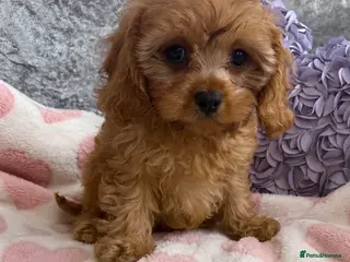 Cavapoo dogs for sale: One Female Extensively Stunning cavapoo puppies - Advert 4