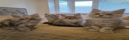 Maine Coon cats for sale: Maine Coon Kittens Looking for Homes!   - Advert 6