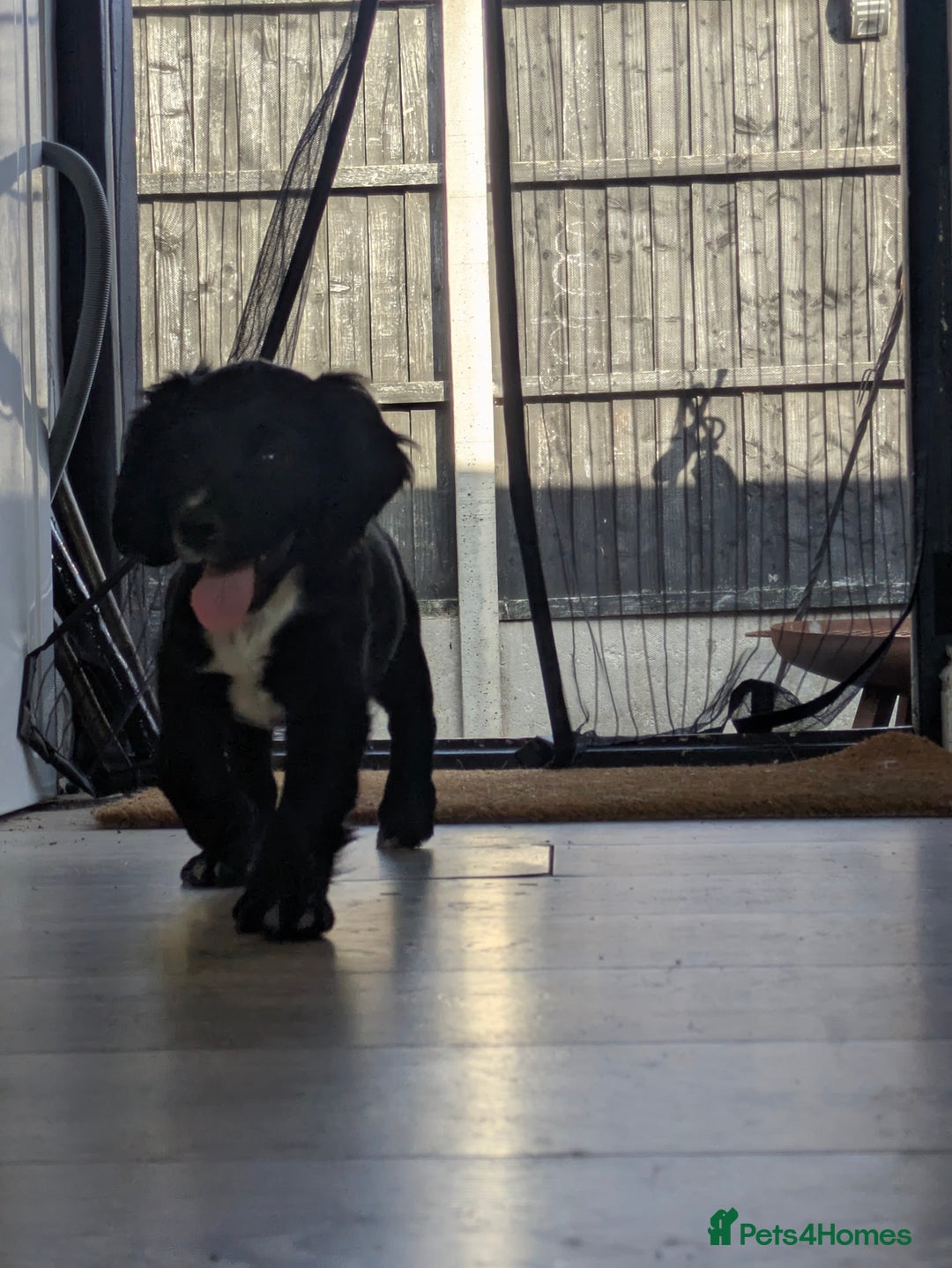 Cocker Spaniel dogs for sale: kc cocker spaniels registered pups - Image 10