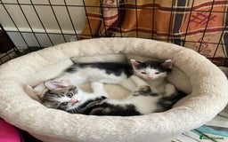 Mixed Breed cats for sale: Kittens - Mid Wales- £25 - Image 1
