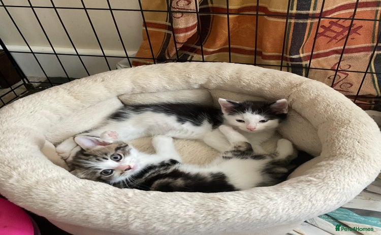 Mixed Breed cats - Advert 6