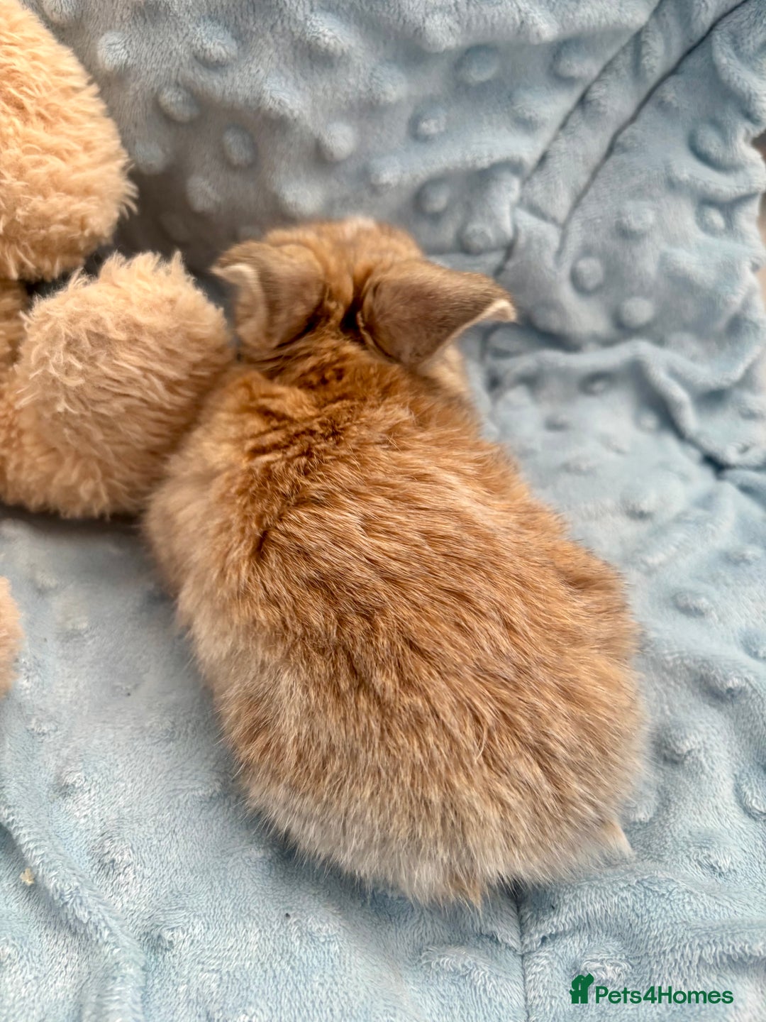 Mini Lop rabbits for sale: Beautiful Mini Lop Baby Bunnies 🐰 - Advert 28