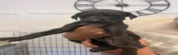 Lurcher dogs for sale: Lurcher pups  in Sheffield - Advert 10