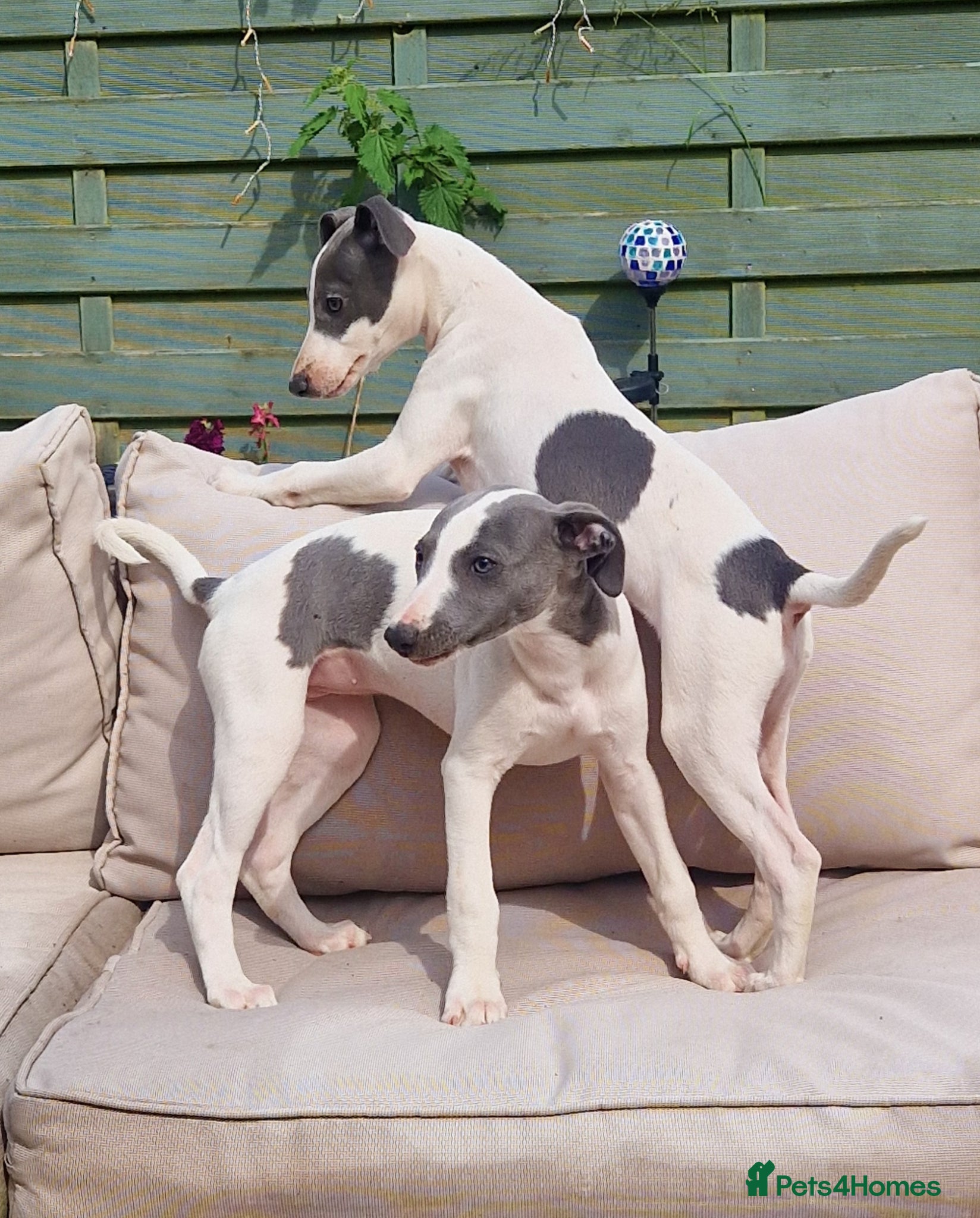 Whippet dogs 2 Beautiful Whippet Bitch puppies - Advert 15