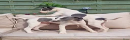 Whippet dogs for sale: 2 Beautiful Whippet Bitch puppies in Bristol - Advert 1