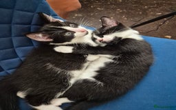 Ragdoll cats for sale: Mum is half rag doll  - Advert 3