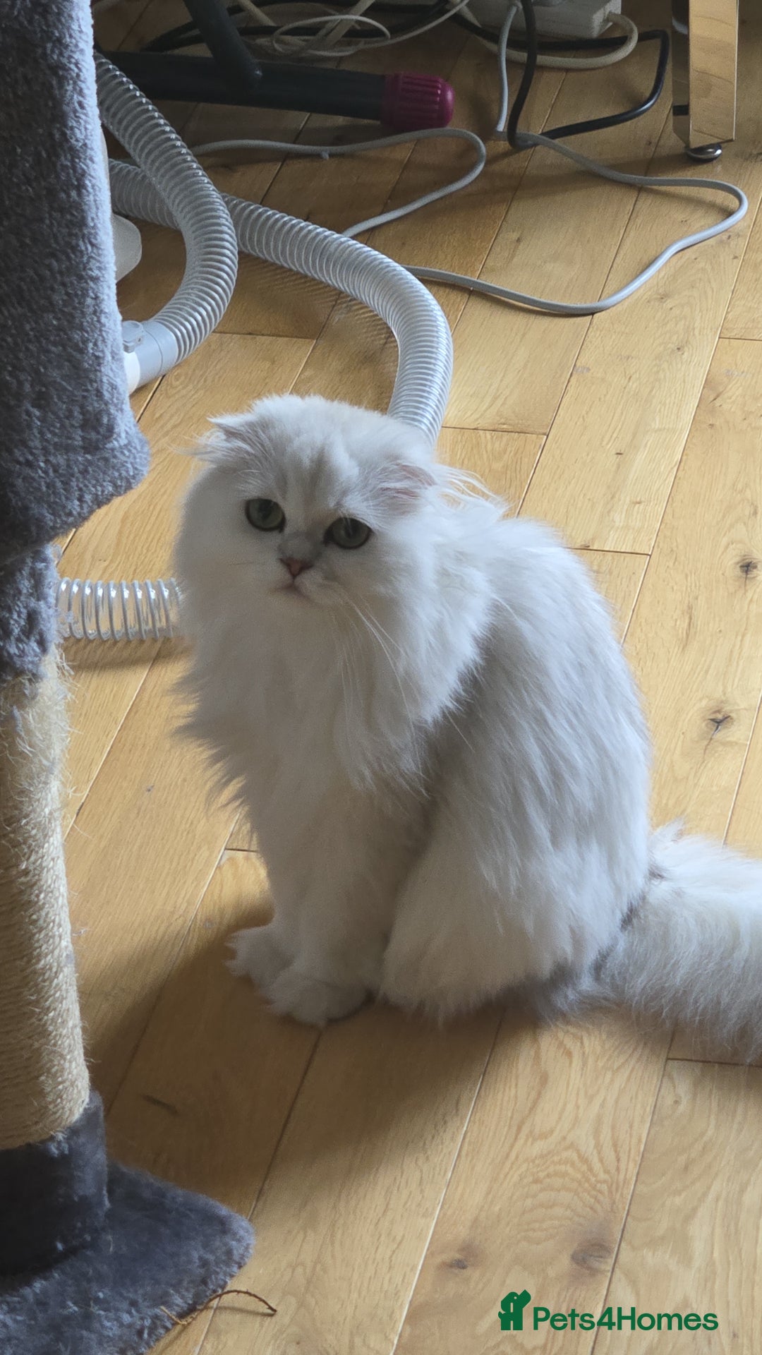 Scottish Fold cats for sale: Scottish fold long hair  - Image 9