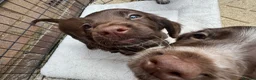 Cocker Spaniel dogs for sale: 2 Remaining Male Cocker Spaniel Pups - Advert 29