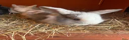 Mini Lop rabbits for sale: Stunning Vienna marked mini lops  - Advert 5