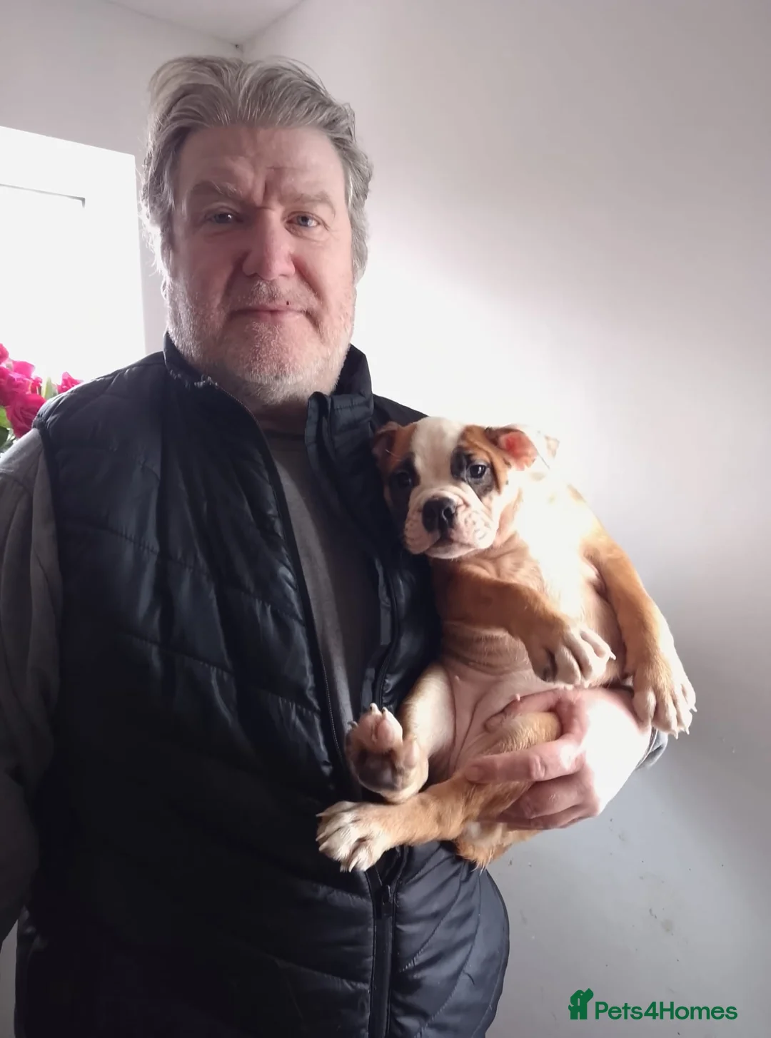 English Bulldog dogs for sale: BARBIEBULLS BULLDOGS - Advert 2