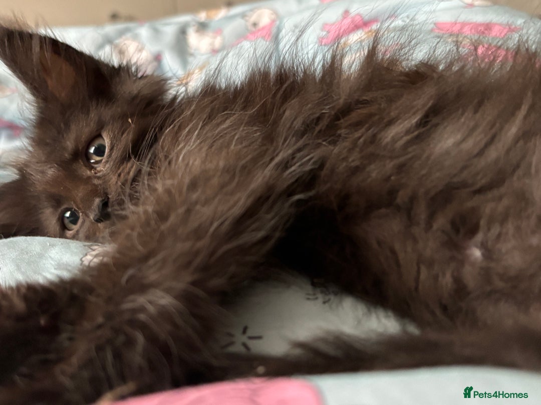 Maine Coon cats for sale: Ginger / tri colour pure Maine coon kittens  - Image 3