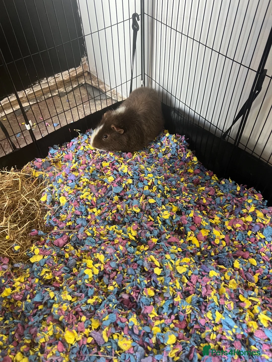 Guinea Pig rodents for sale: Two male guinea pigs for sale  in Rotherham - Advert 2
