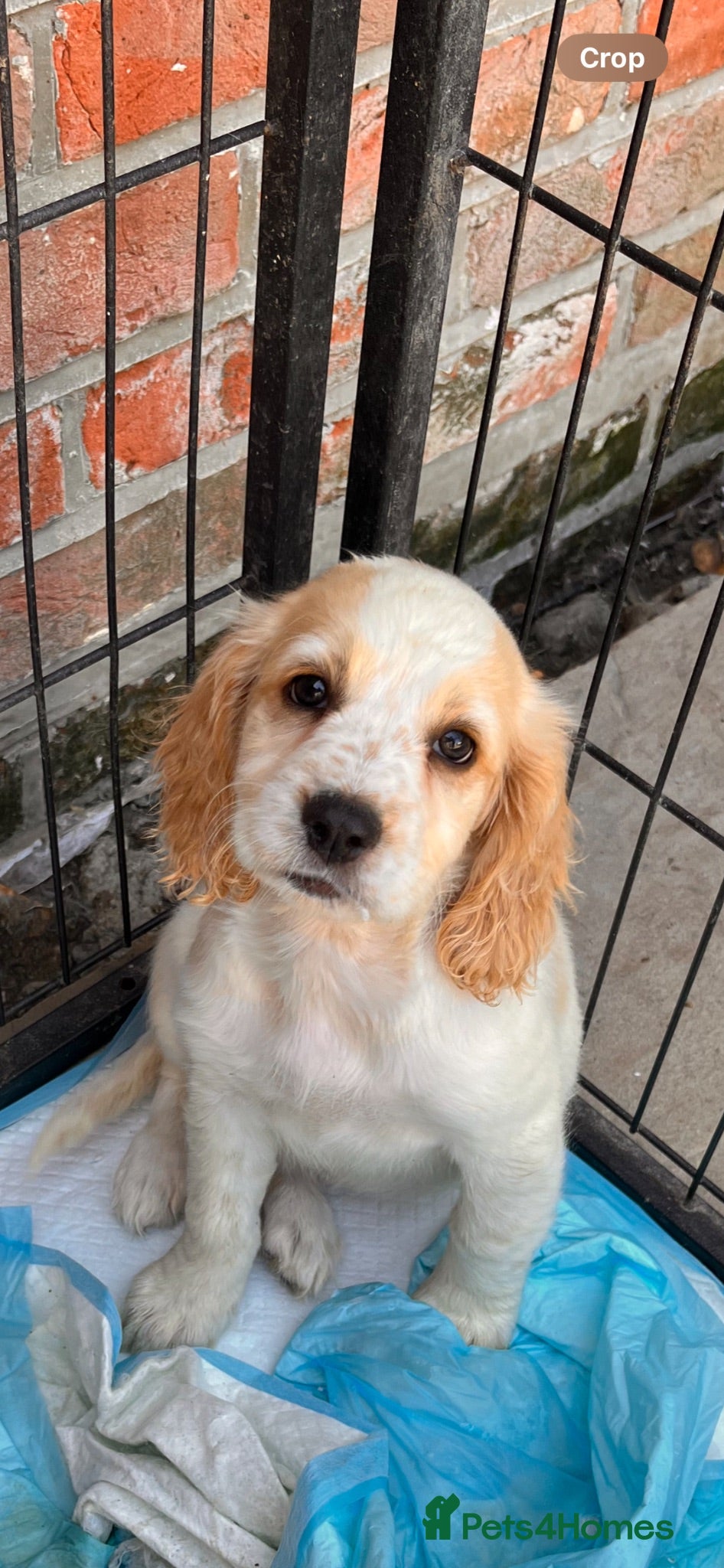 Cockapoo dogs BEAUTIFUL COCKAPOO PUPPIES READY NOW - Advert 8