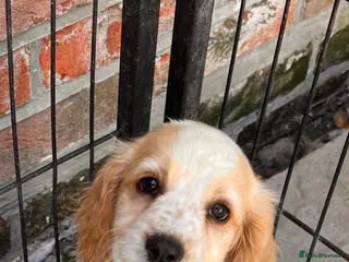 Cockapoo dogs BEAUTIFUL COCKAPOO PUPPIES READY NOW - Advert 8