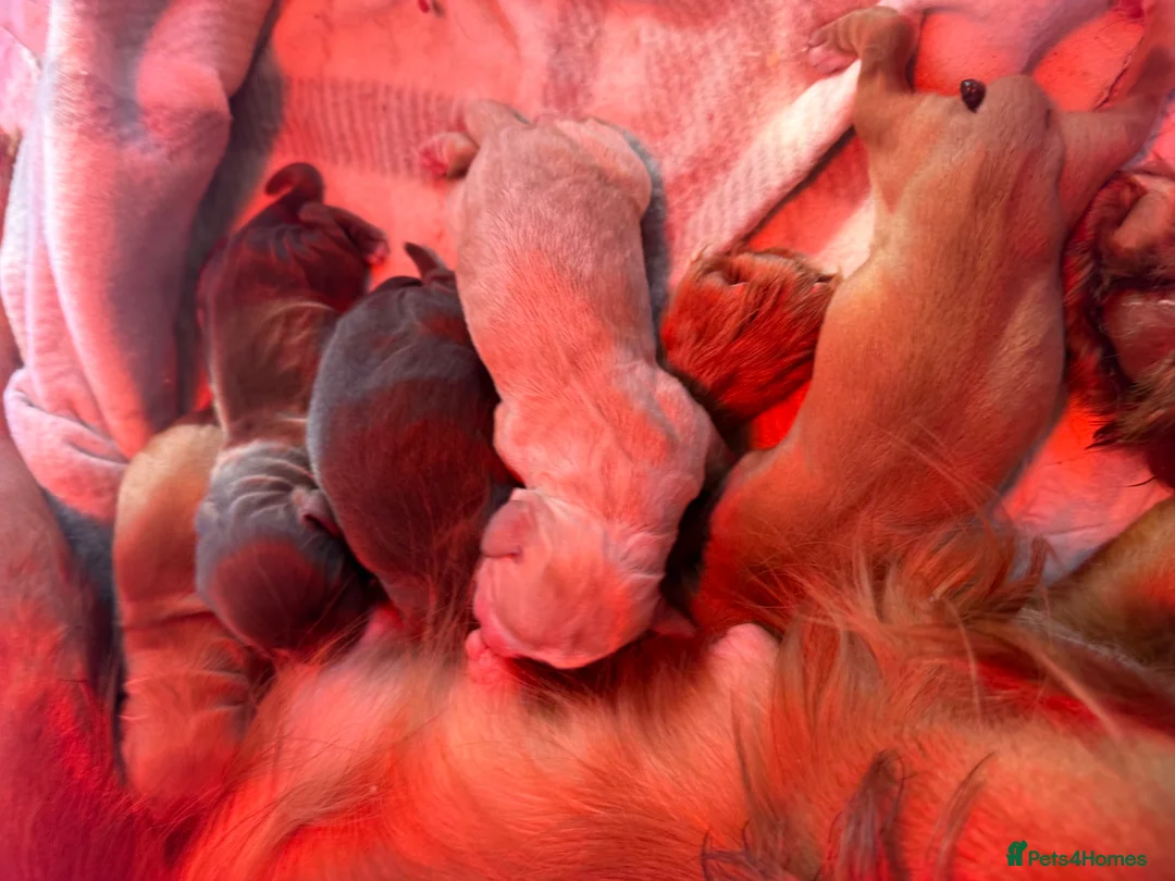 Cocker Spaniel dogs for sale: Kc Health Tested Working Cocker Pups - Advert 6