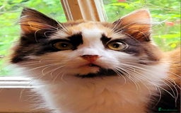 Mixed Breed cats for sale:  Rare Cinnamon Calico girl  - Advert 10