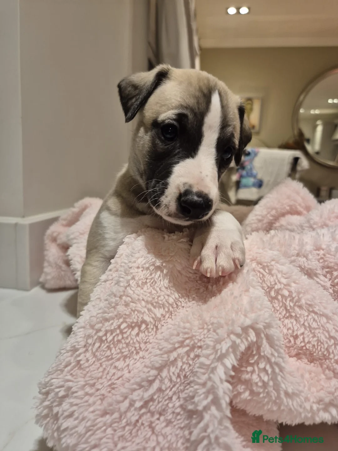 Whippet dogs for sale: Great quality Whippet puppies for sale - Advert 16