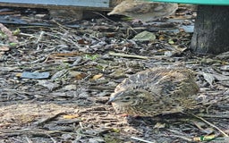 Quail poultry for sale: 🐣 Quail Chicks for Sale – £5 Each! 🐣 - Image 5