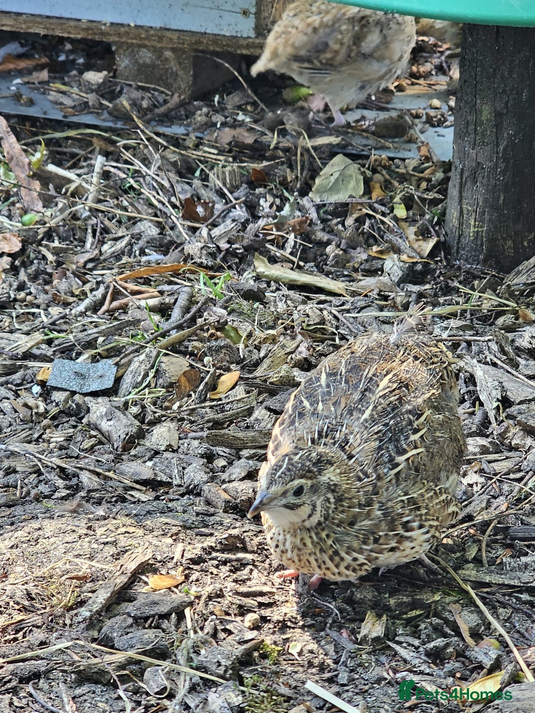 Quail poultry for sale: 🐣 Quail Chicks for Sale – £5 Each! 🐣 - Image 5