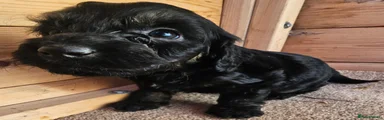 Cockapoo 11