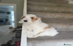 Cockapoo dogs for sale: F2 cockapoo puppies 🐶 ❤️ - Image 28