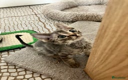 Devon Rex cats for sale: GCCF Registered Pedigree Devon Rex Kittens ❤️ in Leeds - Image 22