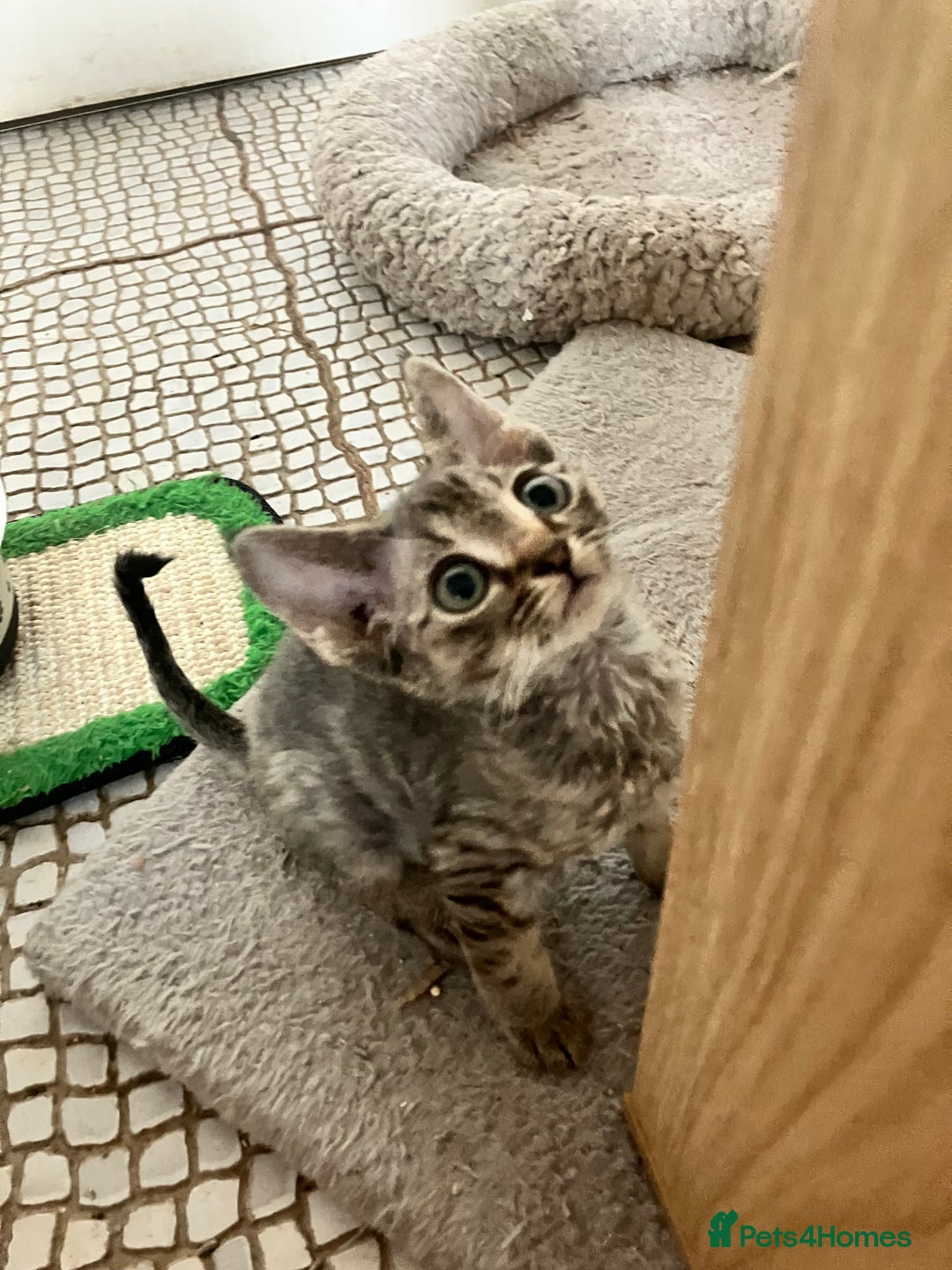 Devon Rex cats for sale: GCCF Registered Pedigree Devon Rex Kittens ❤️ in Leeds - Image 22