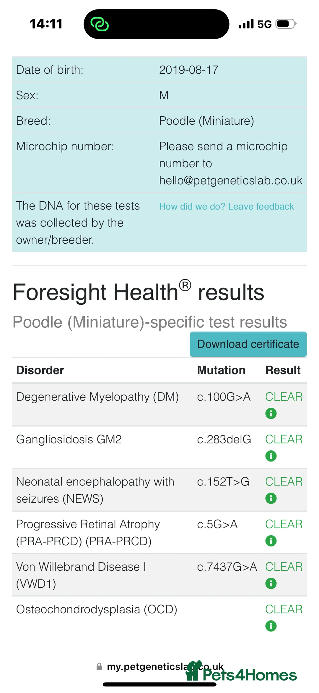 Miniature Poodle dogs for stud: Red KC registered miniature poodle - Health tested in Livingston - Advert 3