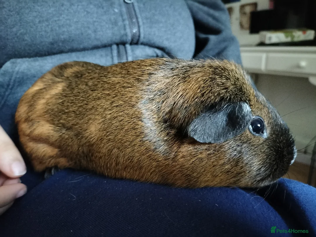 Guinea Pig rodents for sale: 2 male guinnea pigs in need of rehoming urgently  in High Wycombe - Advert 4