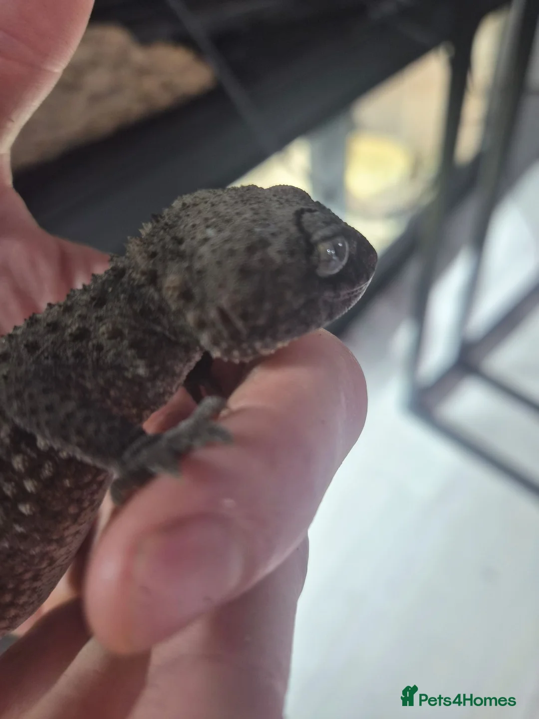 Gecko reptiles for sale: 1.1 Nephrurus asper – Rough Knob-Tailed Gecko | CB - Advert 11