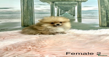 Pomeranian dogs - Advert 6