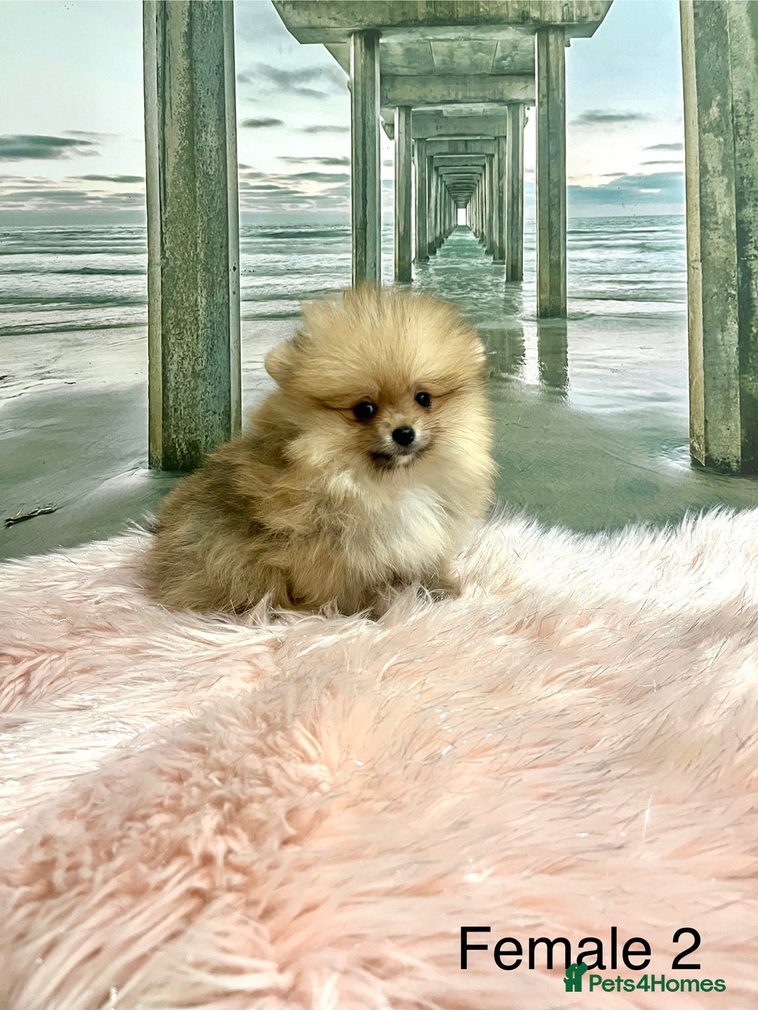 Pomeranian dogs for sale: 🔥Very Tiny🐻Teddy Face🏆Champion Lines - Image 2