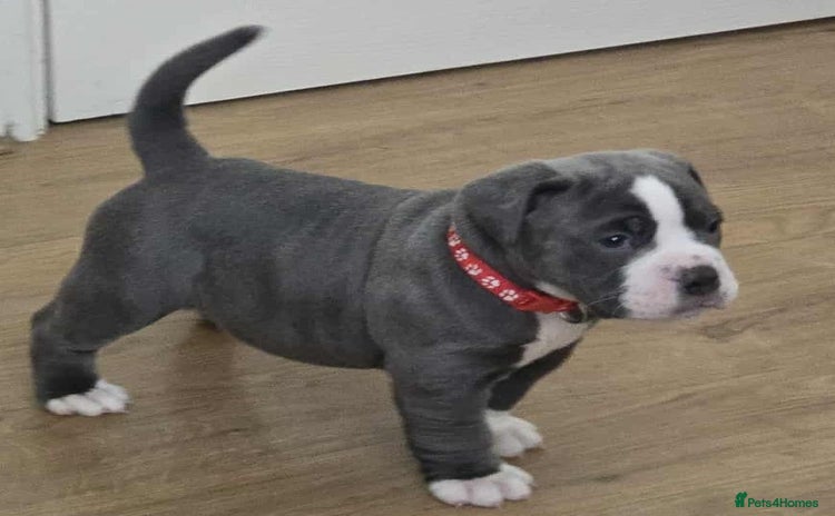 Olde English Bulldogge dogs - Advert 6