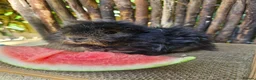 Guinea Pig rodents for sale: Gorgeous Tan coloured pet boar/boy - Advert 3
