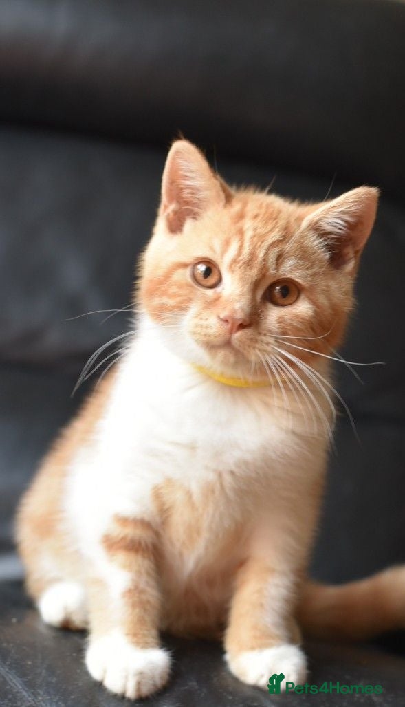 British Shorthair cats GCCf reg. Gorgeous British shorthair kittens  - Advert 1