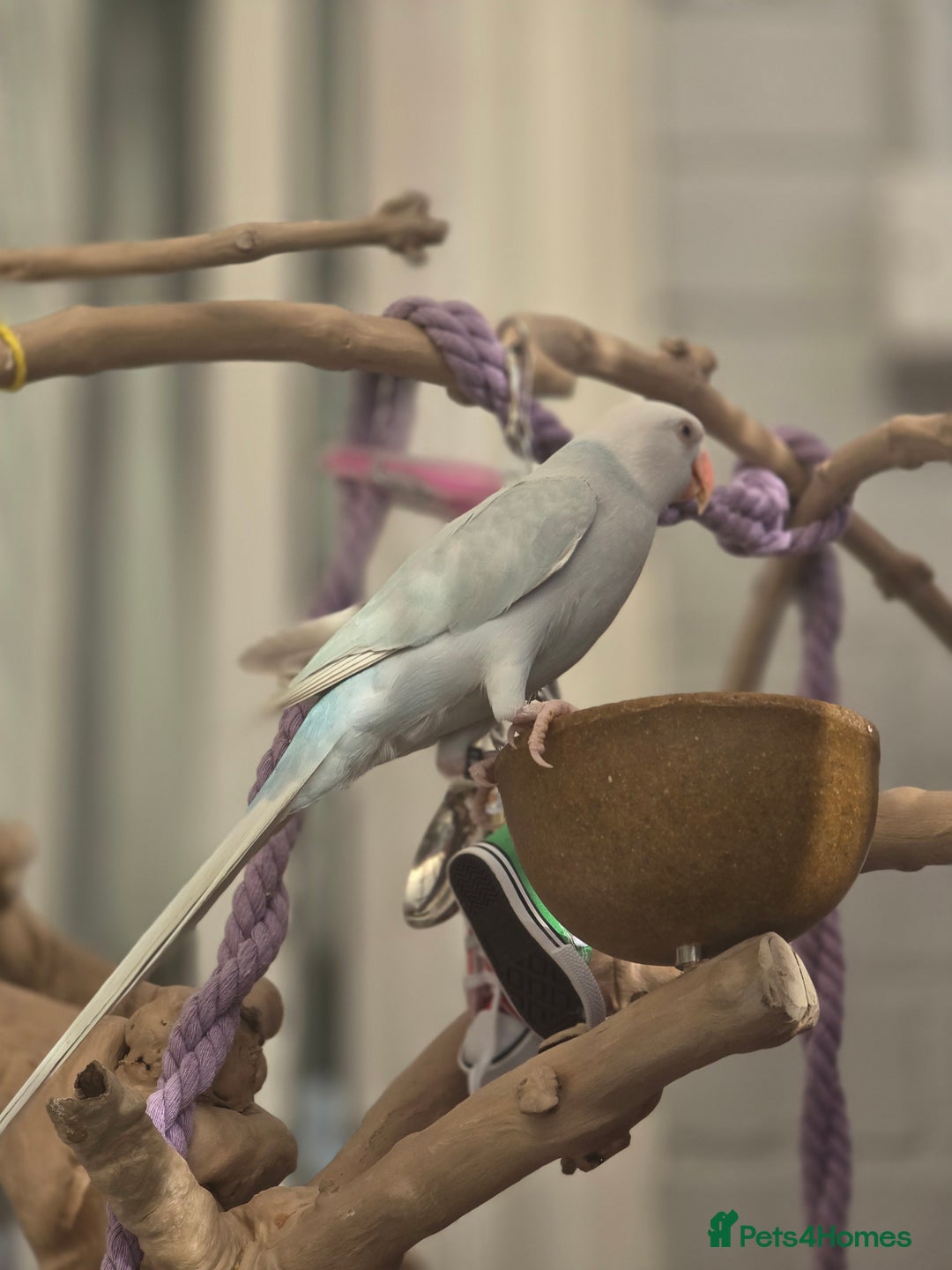 Ringnecks birds for sale: Blue Indian ringneck 9 months old - Advert 2
