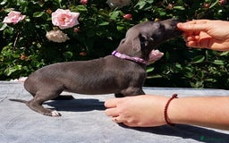 Whippet dogs for sale: Stunning quality blue whippets  - Image 6