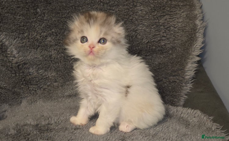 Scottish Fold cats - Advert 1