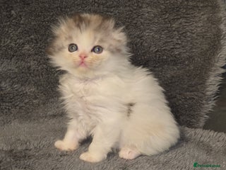 Scottish Fold cats - Advert 1