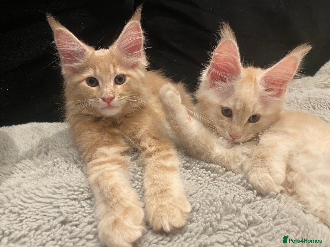 Maine Coon cats for sale: Maine coon kittens Russian/big - Advert 10