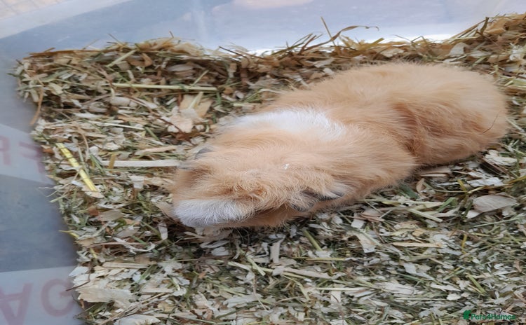 Guinea Pig rodents - Advert 1