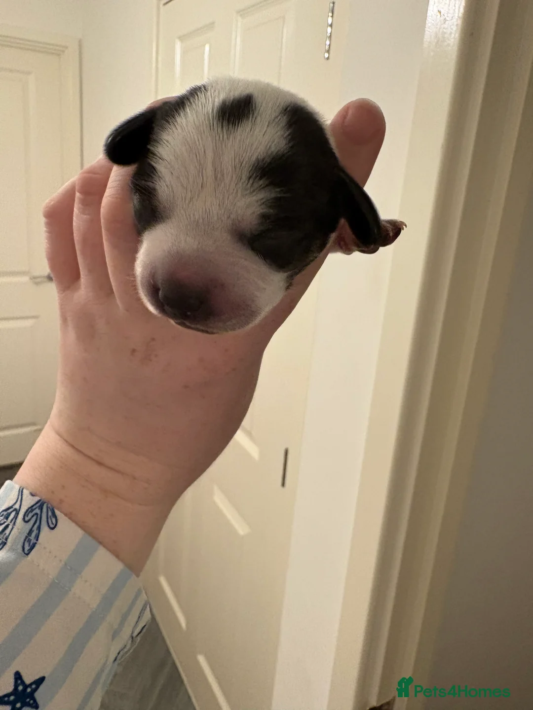 Jackshund dogs for sale: 4 Beautiful Male Jackhaunds   - Advert 2