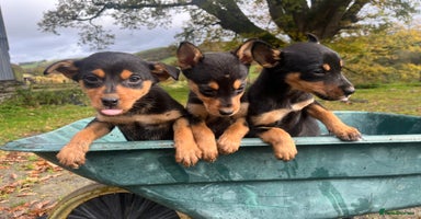 Australian Kelpie dogs - Advert 6