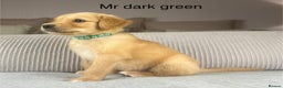 Golden Retriever dogs for sale: KC GOLDENS FROM HIP ELBOW DNA GOOD LINEAGE - Advert 24