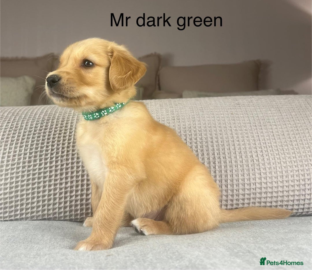 Golden Retriever dogs for sale: KC GOLDENS FROM HIP ELBOW DNA GOOD LINEAGE - Advert 24