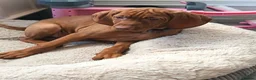 Hungarian Vizsla dogs for sale: * 1 Beautiful Girl Ready For Her New Home * * - Advert 27